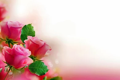 973 Rose HD Wallpapers