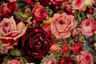 Flower, Floral, Roses Wallpapers