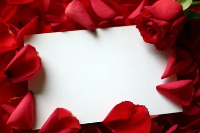 Red Rose Backgrounds   Wallpaper.