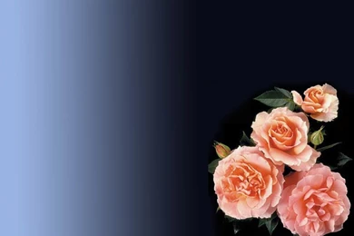 Free Transparent Rose Backgrounds For PowerPoint   Flower PPT ...