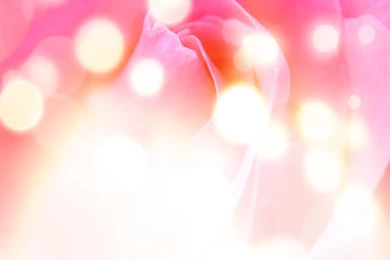 Free Rose Sweetheart Backgrounds For PowerPoint   Flower PPT Templates