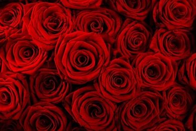 Wallpapers Red Flowers Rose 1680×1050 Hd Wallpaper Backgrounds ...