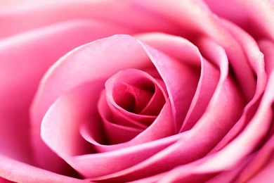 Pink Rose Backgrounds 5925 1920x1200 Px ~ WallpaperFort.com