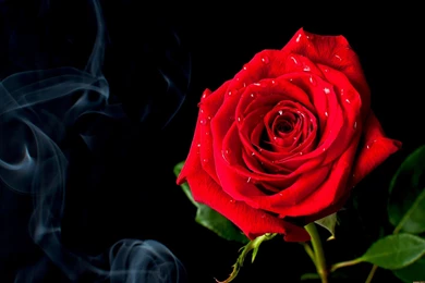 972 Rose HD Wallpapers