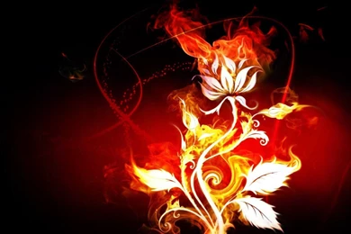 Rose On Fire HD Wallpapers