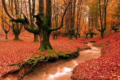 Cool Desktop Wallpapers With Colorful Autumn Forest
