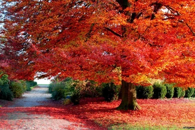 Autumn Images Desktop Wallpapers