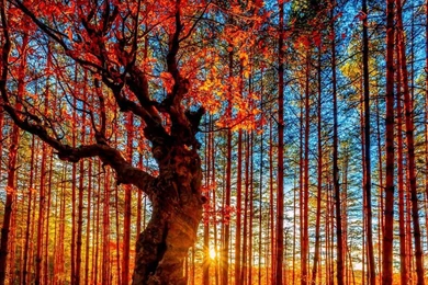 Autumn Tree Computer Wallpapers, Desktop Backgrounds