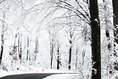 Winter iPhone 6s wallpaper.jpg