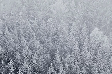 iPhone 6 Plus Wallpapers Official   Winter With Snowy Trees