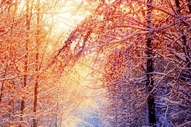 Sunny Winter Scene iPhone 5 Wallpapers