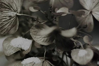 Snow iPhone 5s Wallpapers