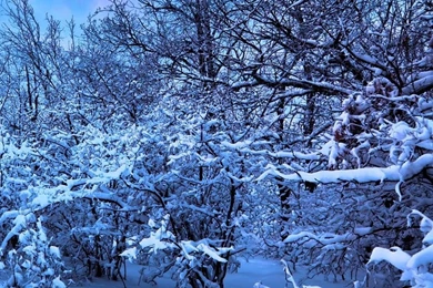 Winter iPhone Wallpapers