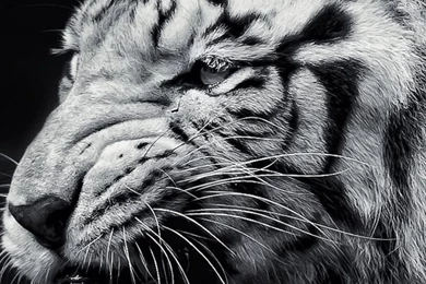 iPhone 6 Tiger Wallpapers HD, Desktop Backgrounds 750x1334 ...