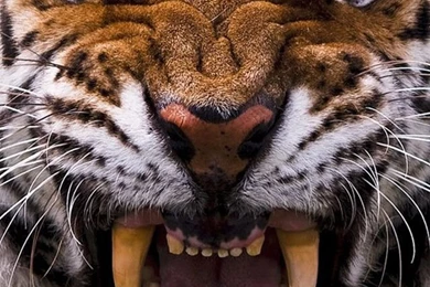 White Tiger Widescreen Wallpapers Attachment 2309 HD Wallpapers Site