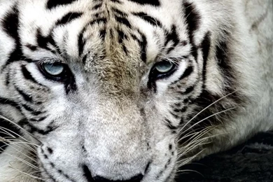 Download Wallpapers 750x1334 Tiger, Albino, Lie, Muzzle iPhone 6 HD ...