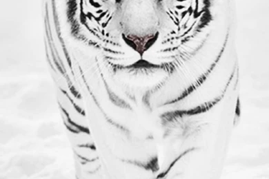 A White Tiger iPhone 5 Wallpapers (640x1136)