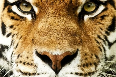 Download Wallpapers 750x1334 Tiger, Face, Color, Striped, Predator ...