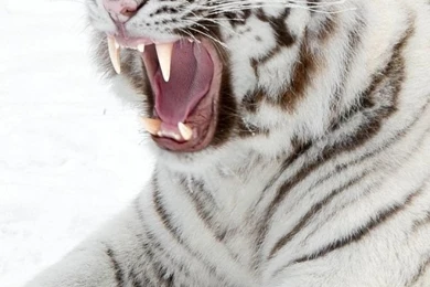 iPhone 4S, 4 White Tiger Wallpapers HD, Desktop Backgrounds 640x960