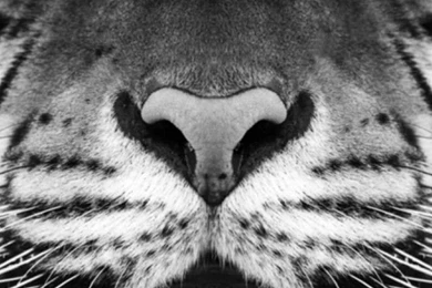 Free Tiger Zoom In iPhone Wallpapers