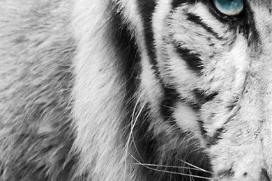 IOS Wallpapers For Free