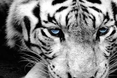 Tiger Wallpapers Iphone Wallpapers