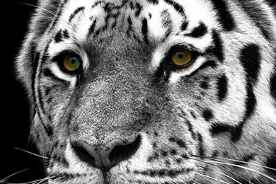 iPhone 6S Animal/White Tiger Wallpapers ID: 301455