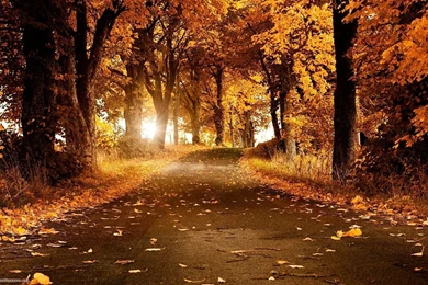 Free Live Moving Hd Wallpapers 3D