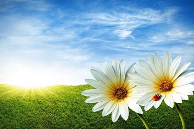 Summer 1024 X 600 Wallpapers