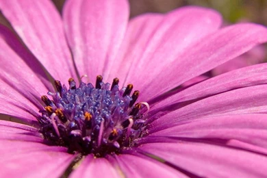 Pink Flower Desktop Wallpapers