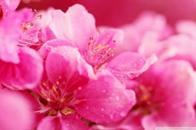 Pink Spring Flowers HD Desktop Wallpapers : High Definition ...