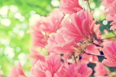 Pink Flower Desktop Wallpaper, Pink Flower Backgrounds, New Wallpapers