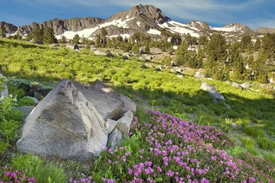 Mountain Snow Beautiful Spring Flowers Desktop Wallpapers ...