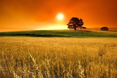 1366x768 Summer Cornfield Wallpapers