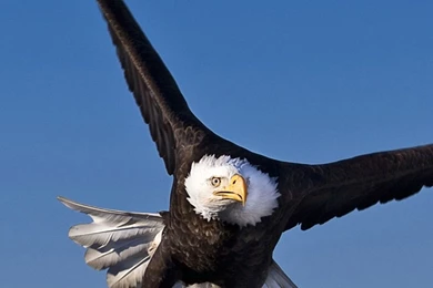 1080x1920 Eagles Wallpapers HD