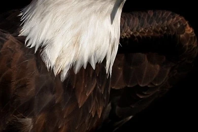 iPhone 6S   Animal/Eagle   Wallpapers ID: 291777