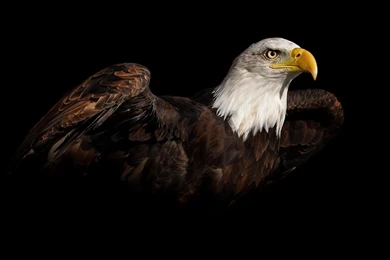 Eagle Computer Wallpapers, Desktop Backgrounds