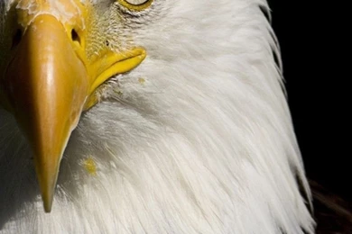 iPhone 6S   Animal/Bald Eagle   Wallpapers ID: 546803