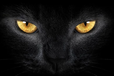 1920x1080 Black Cat Eyes Wallpapers