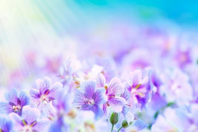 Flower Backgrounds For Android Tablets 05