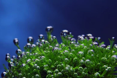 Underwater Wallpapers Amazing 598 Pictures