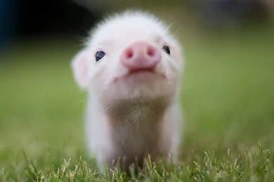 24 Pig HD Wallpapers