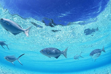 Underwater HD 1920x1080