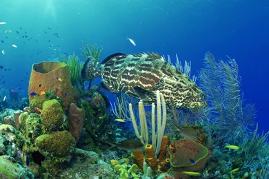 Hd Wallpapers Of Underwater