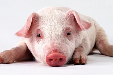 Free Wallpapers   Free Animal Wallpapers   Lovely Pig Wallpapers ...