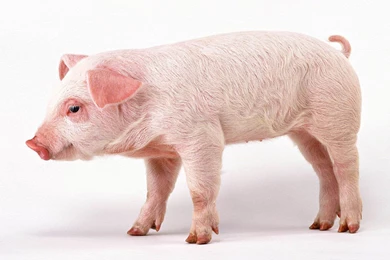 Pig Wallpapers And Backgrounds   Animals Town