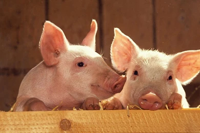 Two Cute Looking Pigs Wallpapers