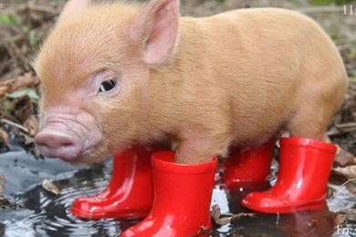 Pig In Boots Wallpapers And Images   Wallpapers, Pictures, Photos