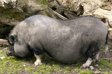 Potbellied Pig Wallpapers   Animals Town