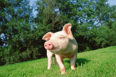 Ultra HD 4K Pig Wallpapers HD, Desktop Backgrounds 3840x2400